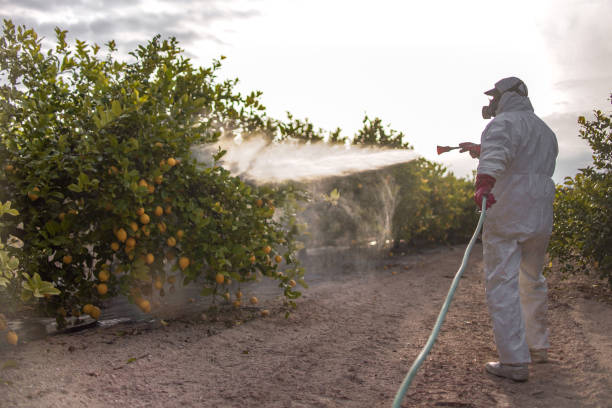 Best Pest Prevention Services  in Palm River Clair Mel, FL