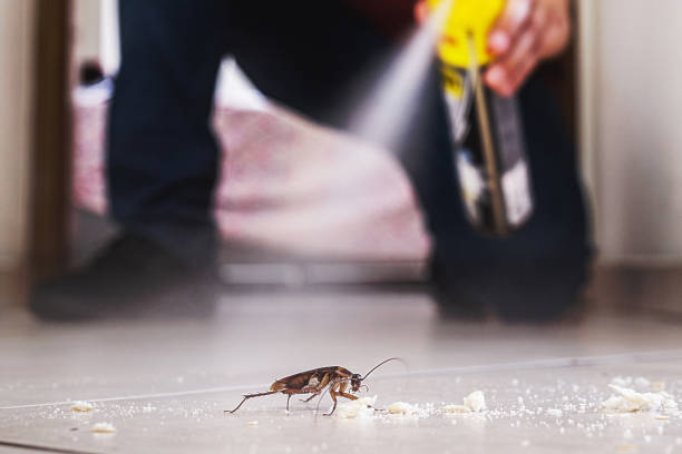 Best Flea Control Services  in Palm River Clair Mel, FL